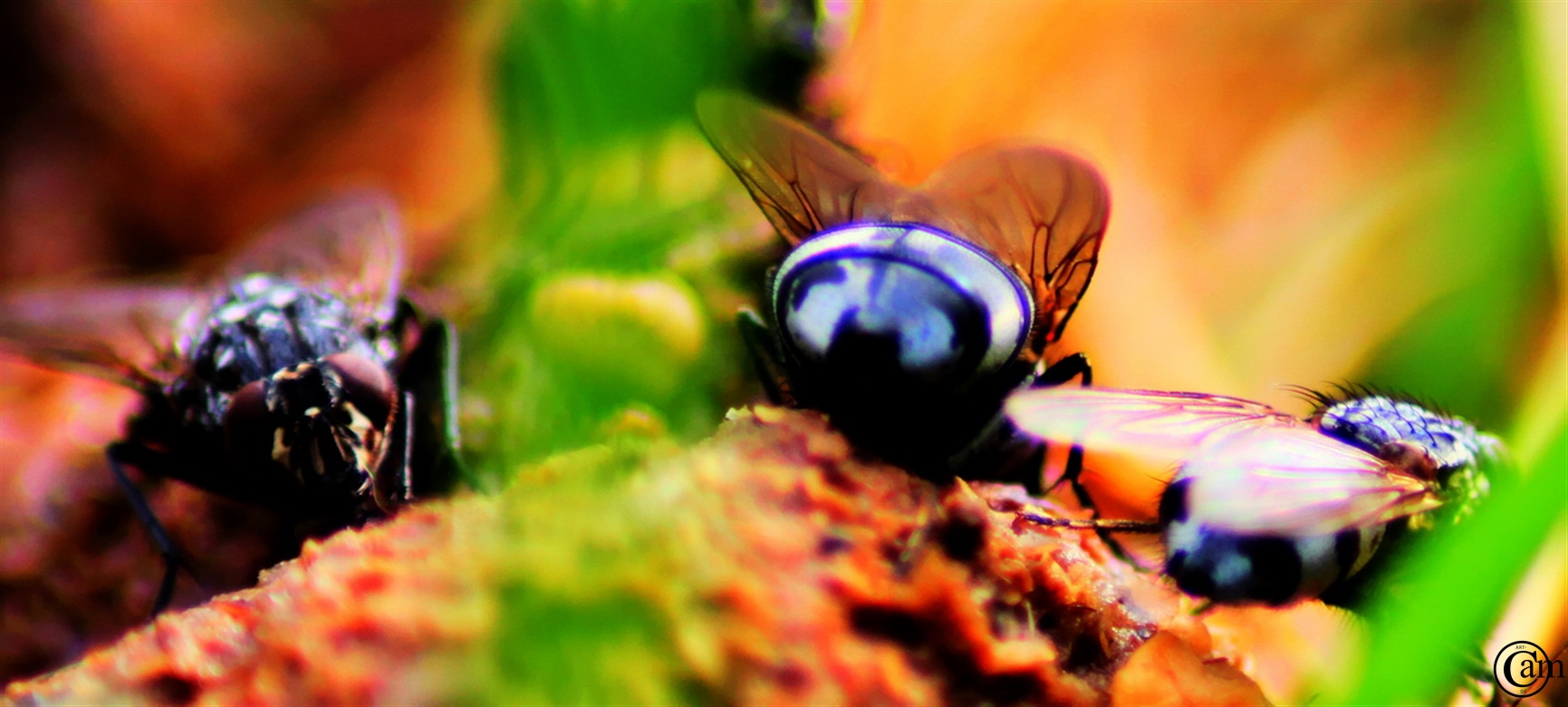 Natur 1